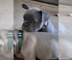 Small #28 French Bulldog