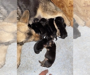 Mother of the German Shepherd Dog puppies born on 02/24/2023