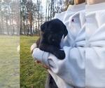 Small Photo #20 Labrador Retriever Puppy For Sale in FAYETTEVILLE, GA, USA