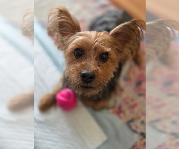 Medium Photo #2 Mutt Puppy For Sale in Morganville, NJ, USA