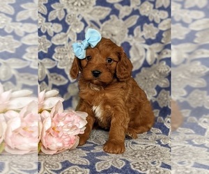 Cavalier King Charles Spaniel-Cavapoo Mix Puppy for sale in NOTTINGHAM, PA, USA