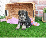 Small #2 Schnauzer (Miniature)