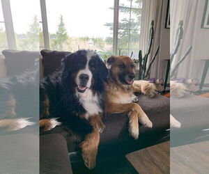 Bernese Mountain Dog Dogs for adoption in Winter Park, CO, USA