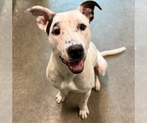American Pit Bull Terrier-Unknown Mix Dogs for adoption in Tavares, FL, USA