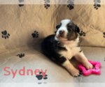 Small Photo #4 Australian Shepherd Puppy For Sale in BETHANY, CT, USA