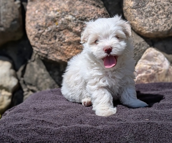 Medium Photo #4 Havanese Puppy For Sale in GOSHEN, IN, USA