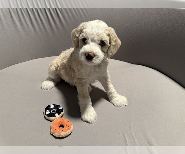 Medium Photo #1 Bernedoodle (Miniature) (+ Poodle Miniature) Puppy For Sale in BREA, CA, USA