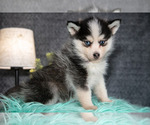 Small Photo #3 Pomsky Puppy For Sale in ELIZABETHTOWN, PA, USA