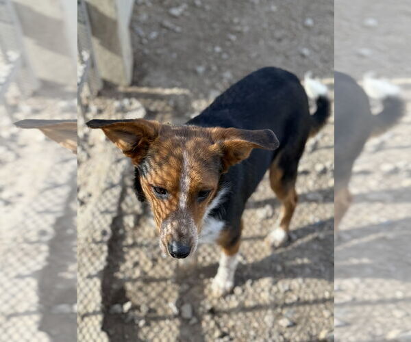 Medium Photo #6 Beagle Puppy For Sale in Corning, AR, USA