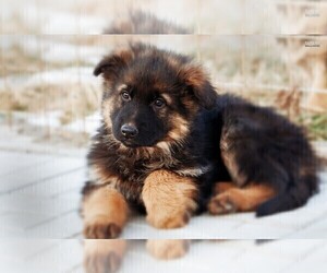 German Shepherd Dog Puppy for sale in WHEELING, IL, USA