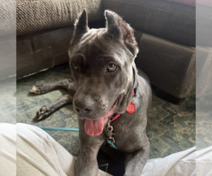 Cora - Female Mutt Dog for Adoption - Photo #3