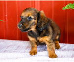 Small #12 Dachshund