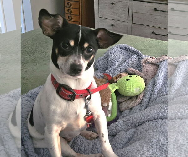 Medium Photo #3 Chihuahua-Unknown Mix Puppy For Sale in St. Louis Park, MN, USA