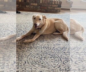 Labrador Retriever-Unknown Mix Dogs for adoption in Denton, TX, USA