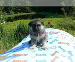 Small #9 German Shepherd Dog