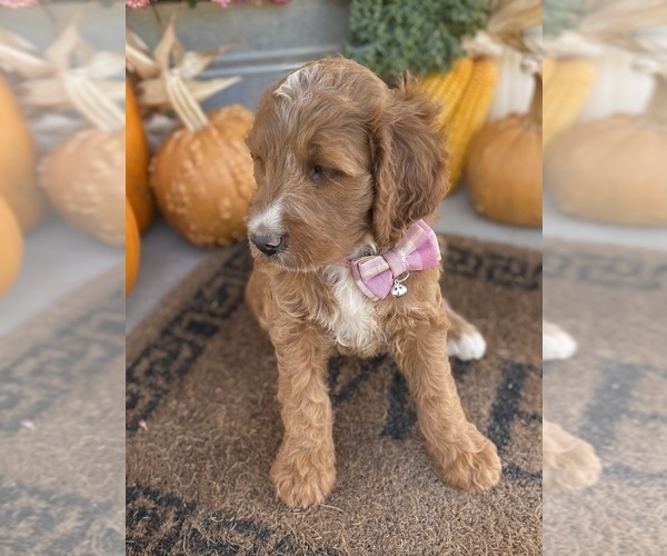 Medium Photo #10 Irish Doodle Puppy For Sale in WOOSTER, OH, USA