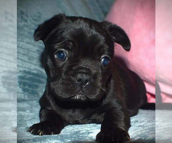 Medium Photo #1 French Bulldog Puppy For Sale in PHOENIX, AZ, USA