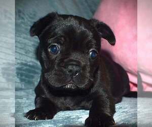 Medium French Bulldog
