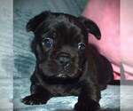 Puppy 2 French Bulldog