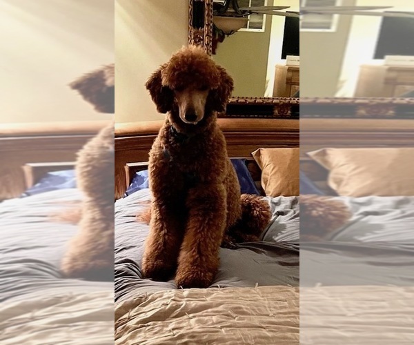 Medium Photo #1 Poodle (Standard) Puppy For Sale in DOBSON, NC, USA