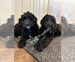Small Photo #1 Goldendoodle Puppy For Sale in RATHDRUM, ID, USA