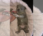 Small Photo #11 American Bully Puppy For Sale in CONCORD, CA, USA