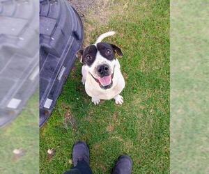 American Bulldog-Unknown Mix Dogs for adoption in Corpus Christi, TX, USA