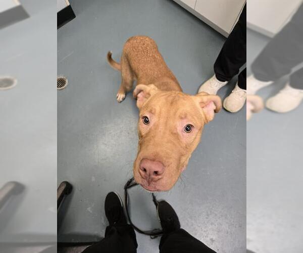 Medium Photo #1 American Bulldog-Labrador Retriever Mix Puppy For Sale in London, Ontario, Canada