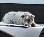 Small #6 Miniature Australian Shepherd