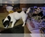 Small Photo #1 Jack Russell Terrier Puppy For Sale in TOMS RIVER, NJ, USA