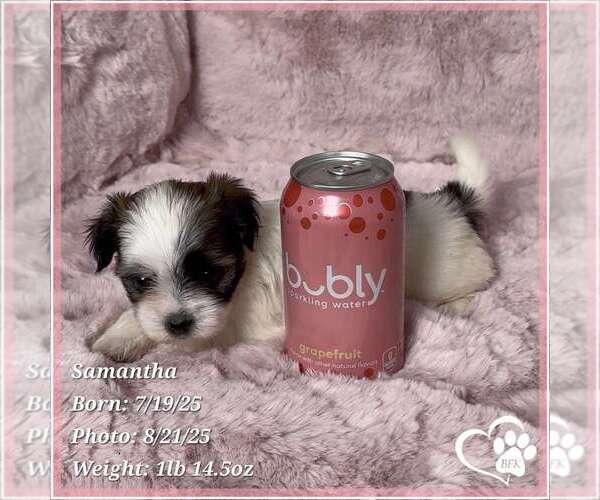 Medium Photo #1 Mal-Shi Puppy For Sale in TEMPE, AZ, USA