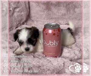 Mal-Shi Puppy for sale in TEMPE, AZ, USA