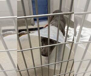 American Pit Bull Terrier-Unknown Mix Dogs for adoption in Las Vegas, NV, USA