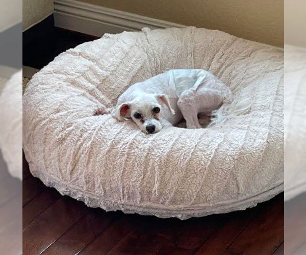 Medium Photo #7 Poodle (Miniature) Puppy For Sale in San Diego, CA, USA