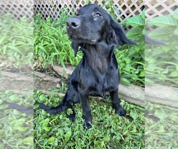 Medium Photo #5 Flat Coated Retriever-Golden Retriever Mix Puppy For Sale in EVA, AL, USA