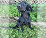 Small #4 Flat Coated Retriever-Golden Retriever Mix