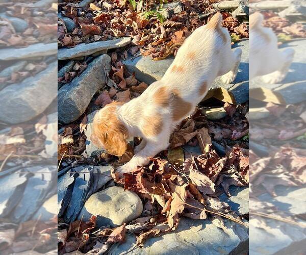 Medium Photo #35 Brittany Puppy For Sale in BERKSHIRE, NY, USA