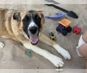 Anatolian Shepherd-German Shepherd Dog Mix Dogs for adoption in PUEBLO, CO, USA