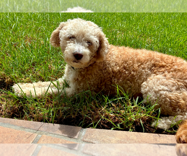Medium Photo #2 Poodle (Miniature) Puppy For Sale in San Diego, CA, USA