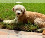Small Photo #2 Poodle (Miniature) Puppy For Sale in San Diego, CA, USA
