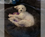 Small #3 Poodle (Miniature) Mix