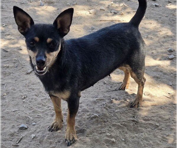 Medium Photo #1 Miniature Pinscher-Unknown Mix Puppy For Sale in Peralta, NM, USA
