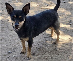 Miniature Pinscher-Unknown Mix Dogs for adoption in Peralta, NM, USA