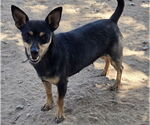 Small Miniature Pinscher Mix