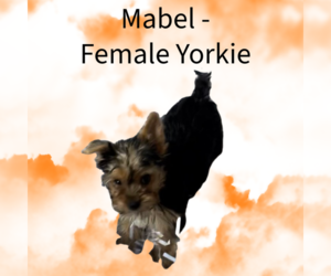Yorkshire Terrier Puppy for sale in AZLE, TX, USA