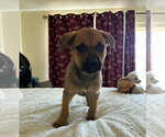 Small #1 Rottweiler Mix