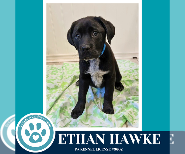 Medium Photo #4 Labrador Retriever-Unknown Mix Puppy For Sale in Kimberton, PA, USA