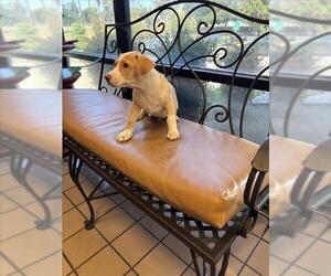 Beagle-Unknown Mix Dogs for adoption in Burbank, CA, USA