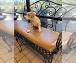 Small Beagle Mix