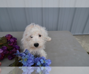 Schnoodle (Standard) Puppy for sale in CHICAGO, IL, USA
